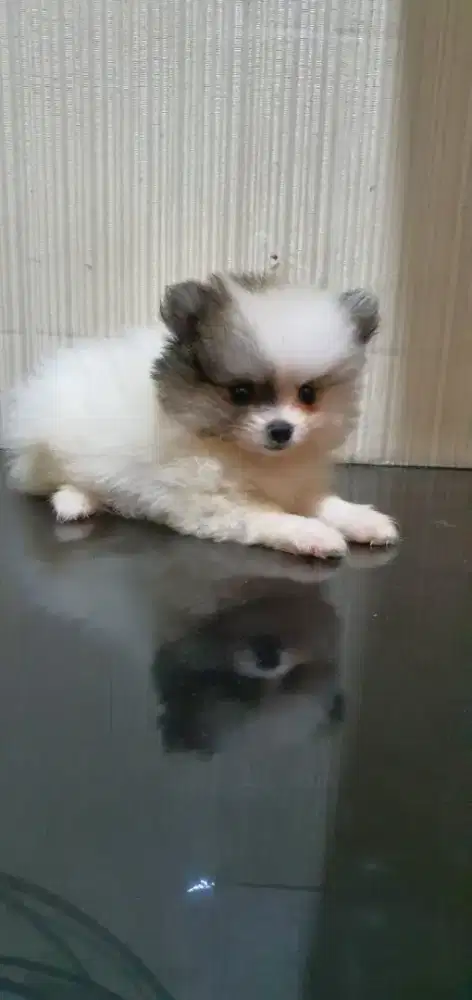 Minipom Puppy Jantan