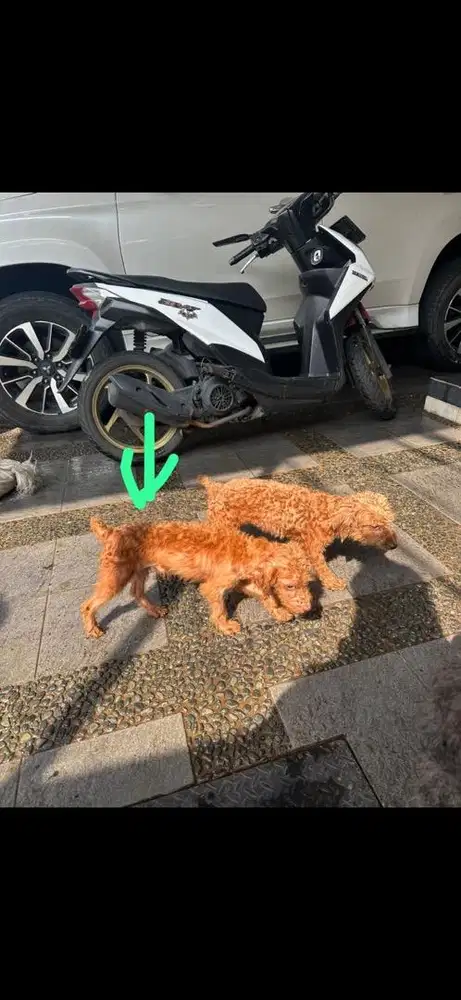 POODLE JANTAN murah