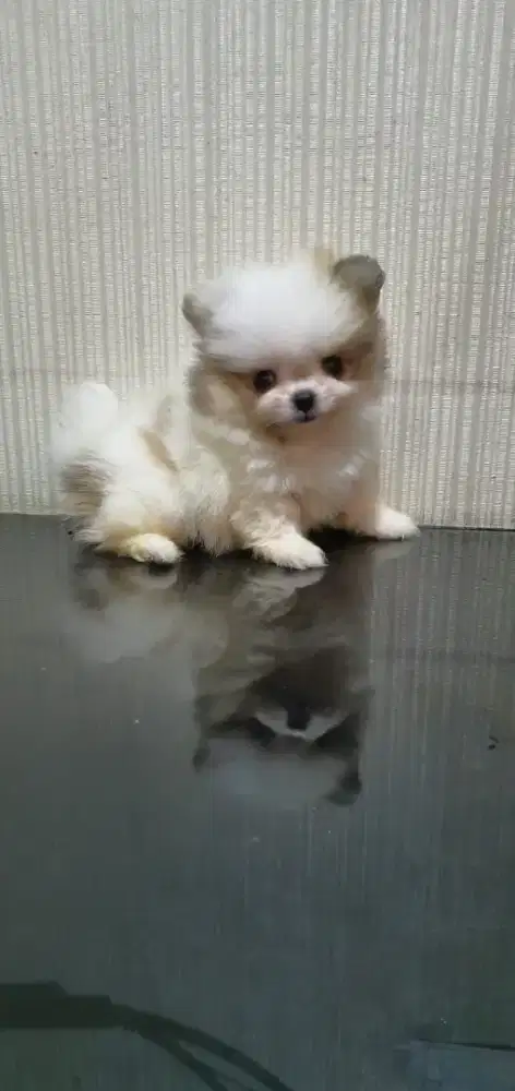 Minipom Puppy Betina