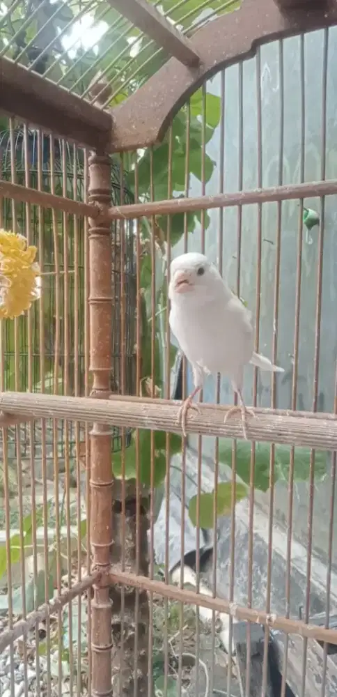 Loper putih gacoor . 01