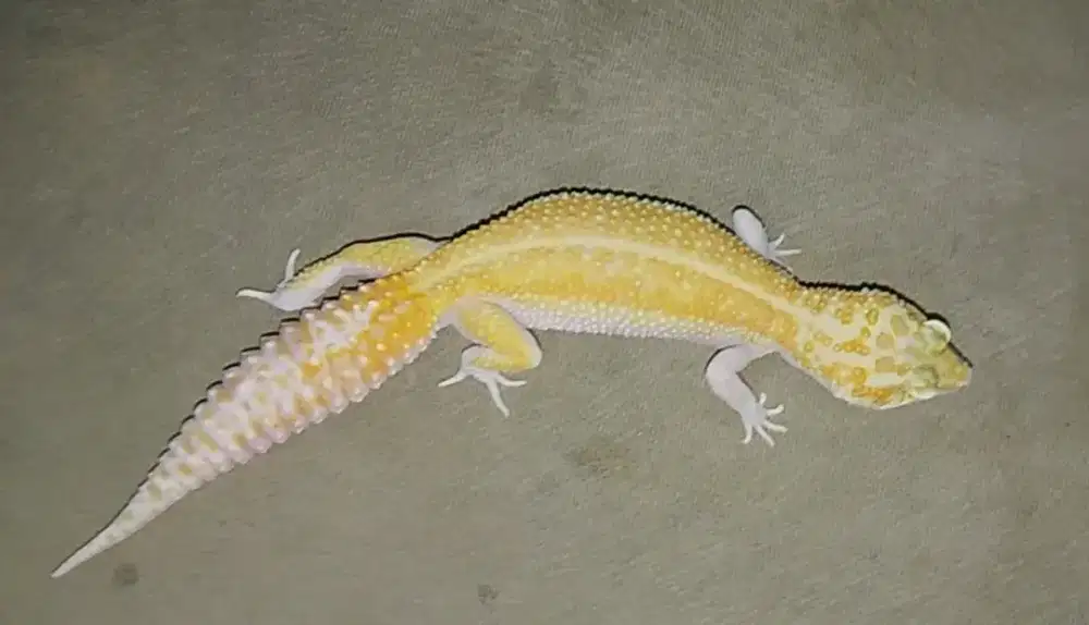 Jual gecko WY RAPTOR