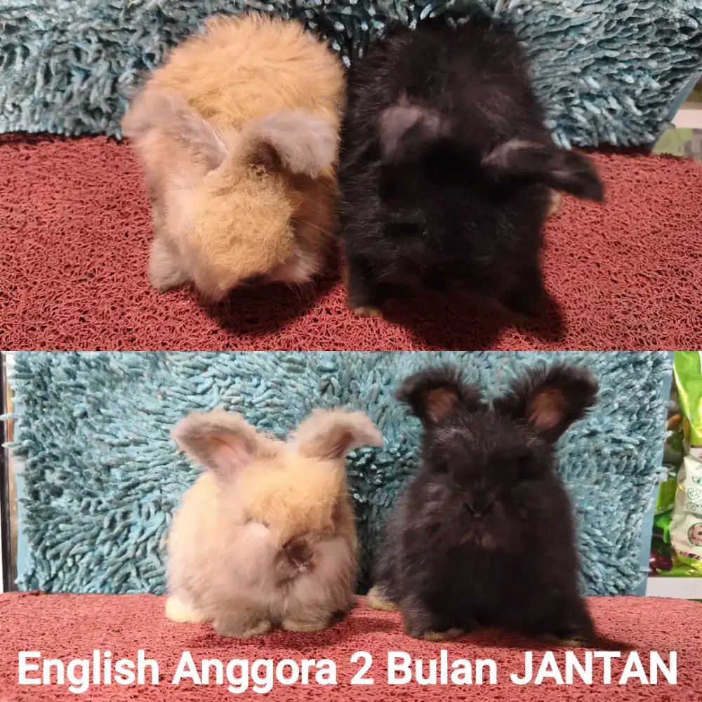 Anakan Kelinci English Anggora usia 2 bulan lebih