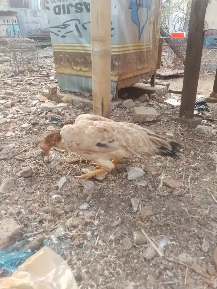 Jual ayam kampung