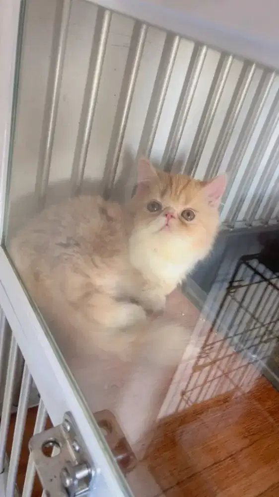 Kitten munchkin pesek BETINA (pesbol)