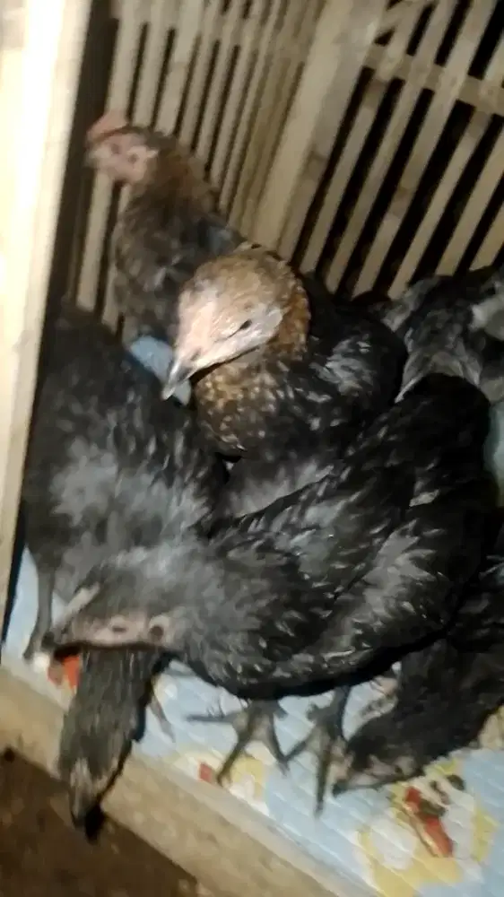 Jual anakan ayam