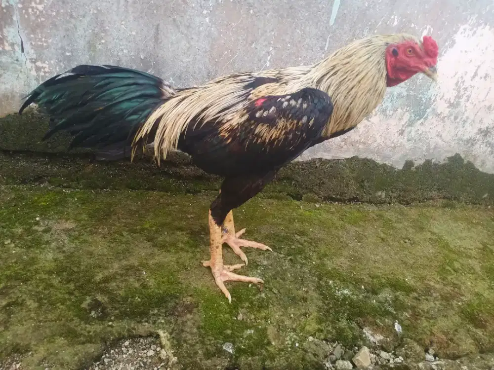 Ayam Bangkok jos pamagon