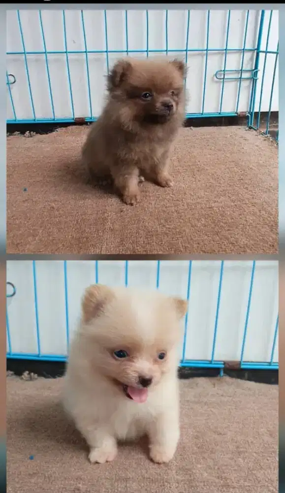 Anakan pom usia 2 bulan