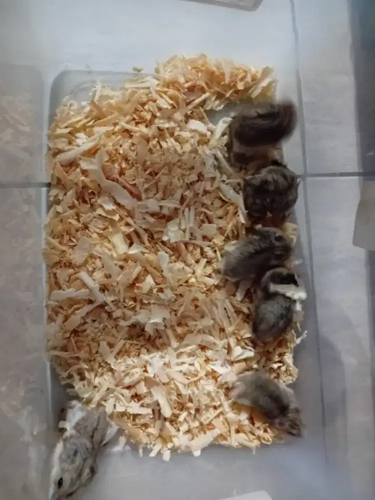 Hamster Campbell