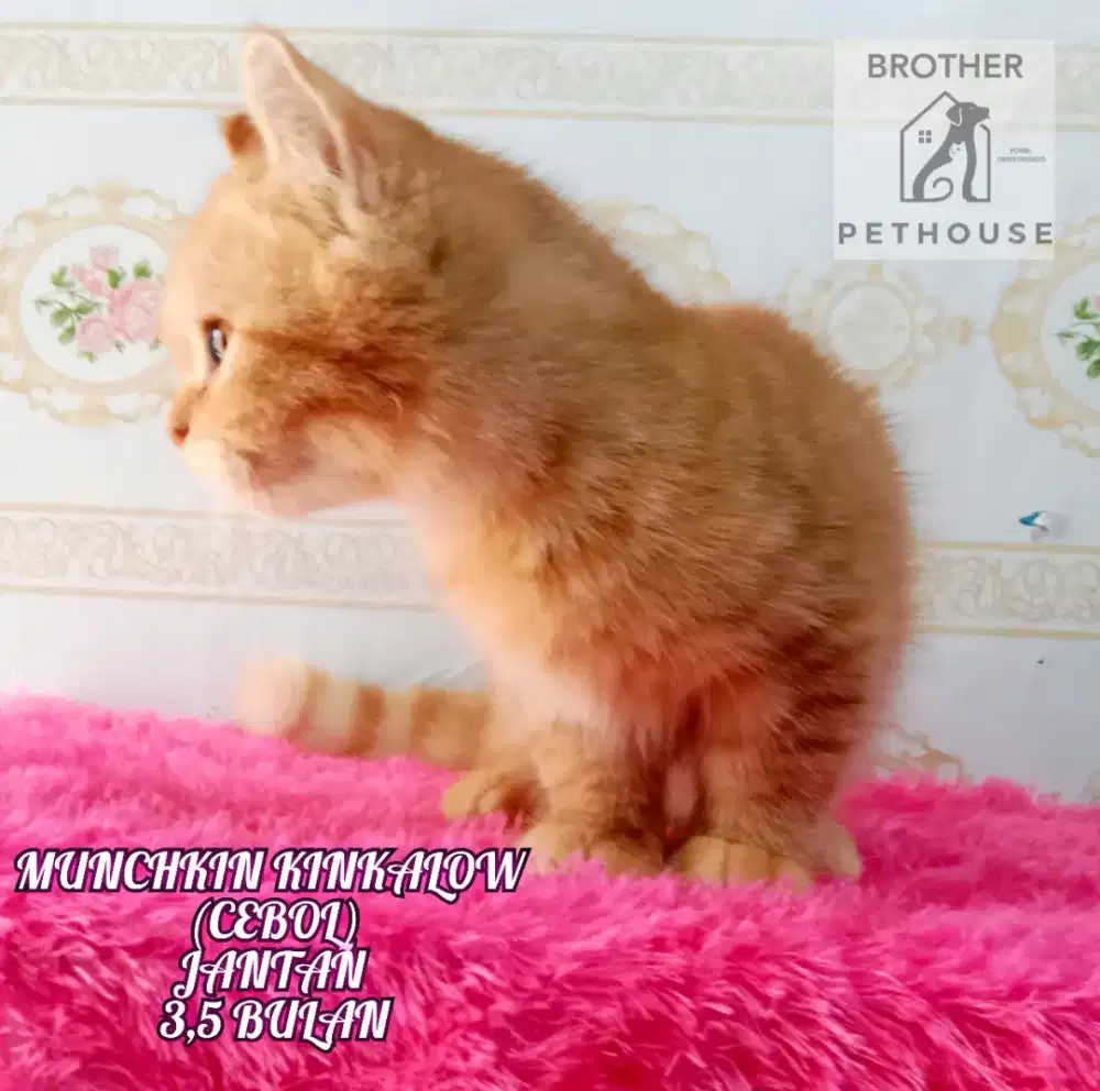 MUNCHKIN KINKALOW JANTAN