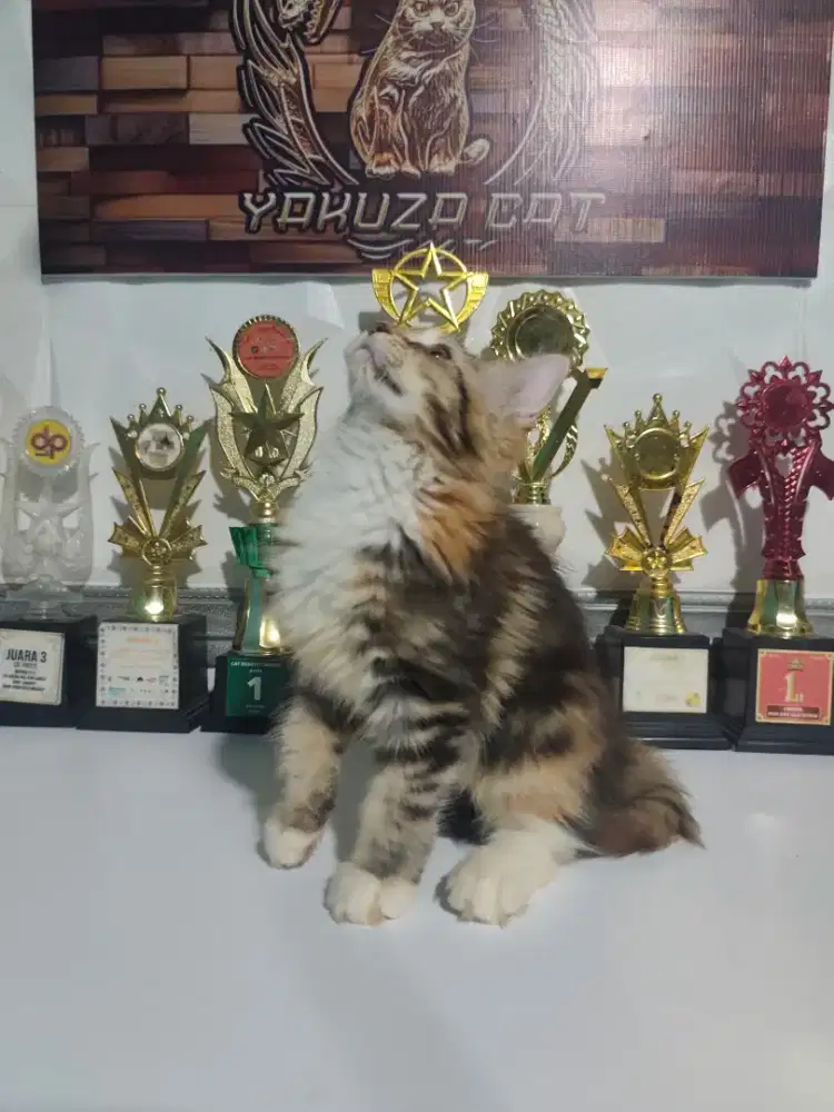 Kucing MaineCoon