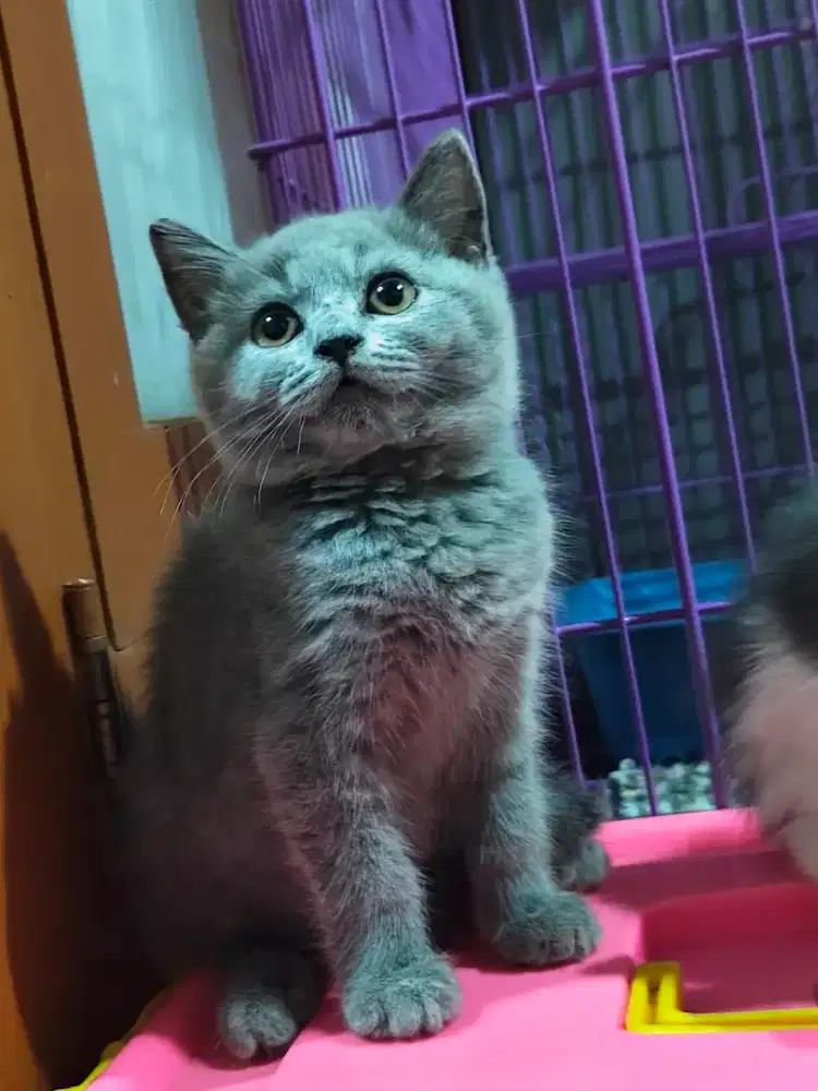 British shorthair kitten