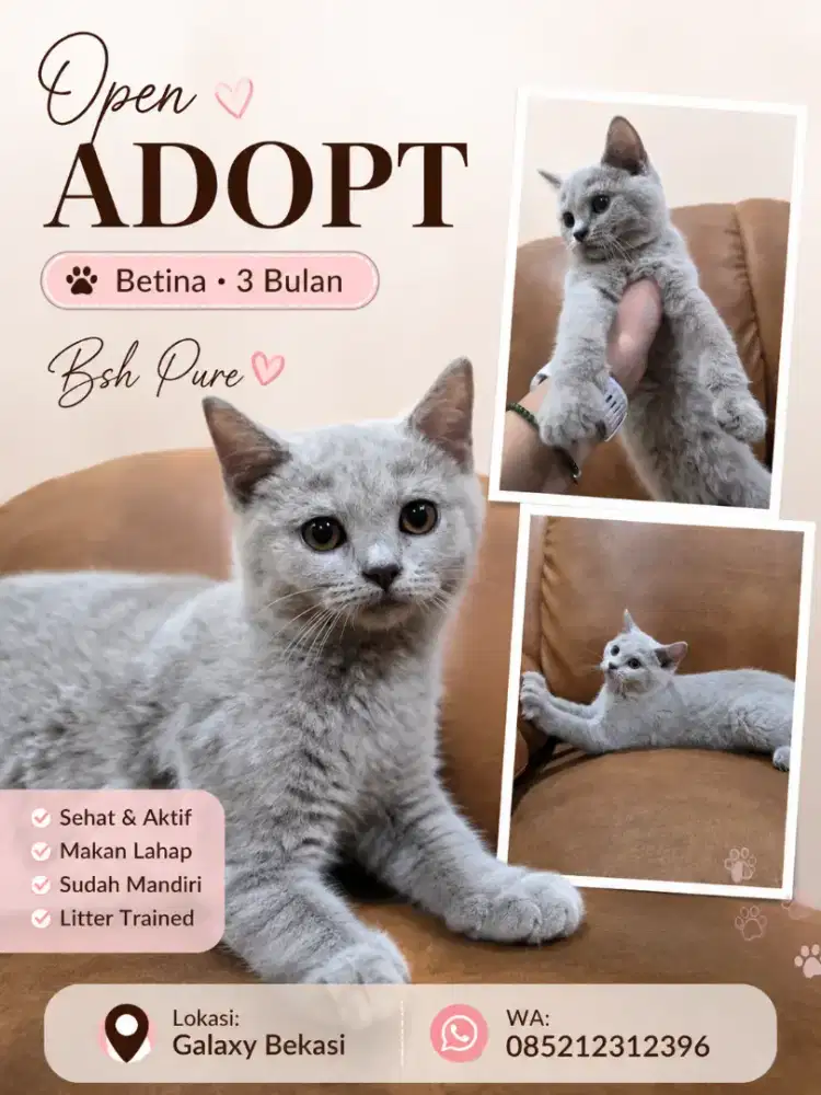 Bsh kitten betina 3bln