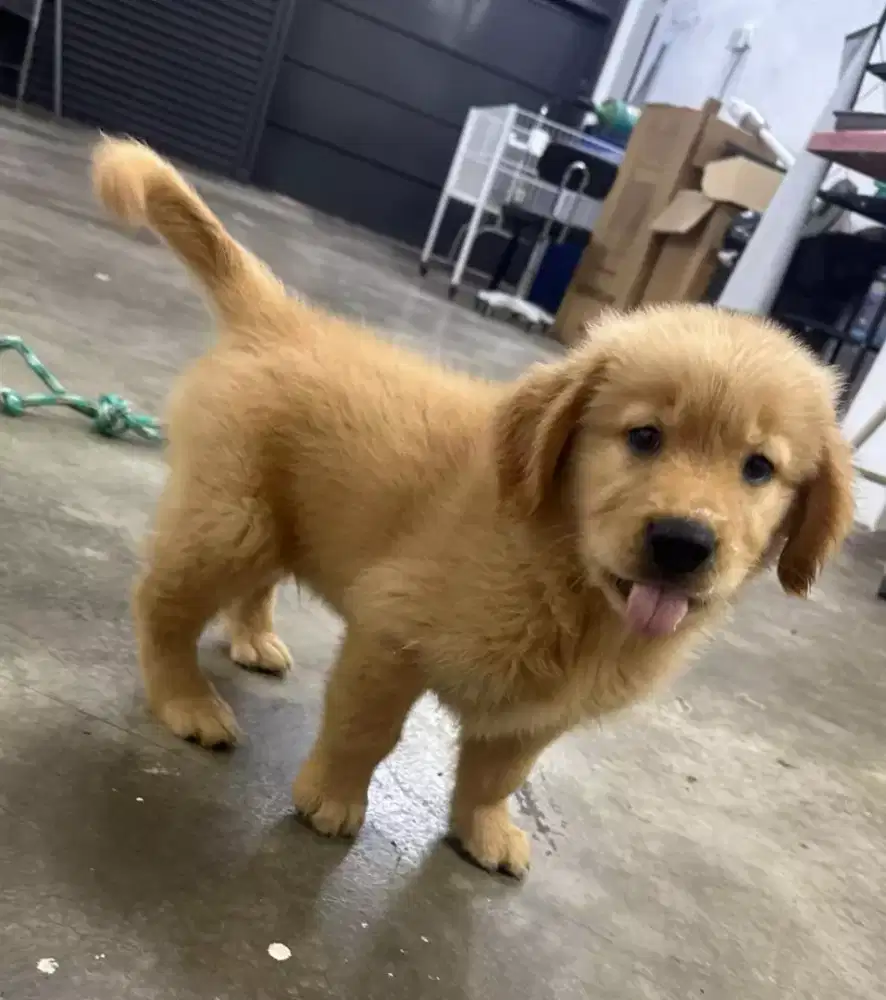 DIJUAL PUPPY ANJING GOLDEN RETRIEVER