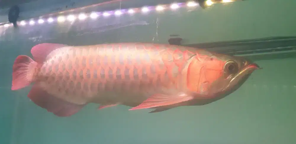 Arwana super red