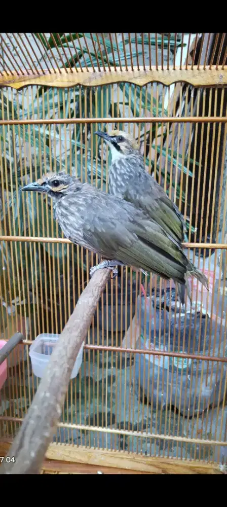 Cucak rowo hutan DNA