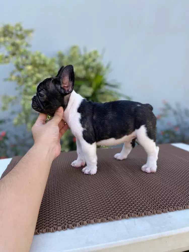 French bulldog betina import + champion bloodline
