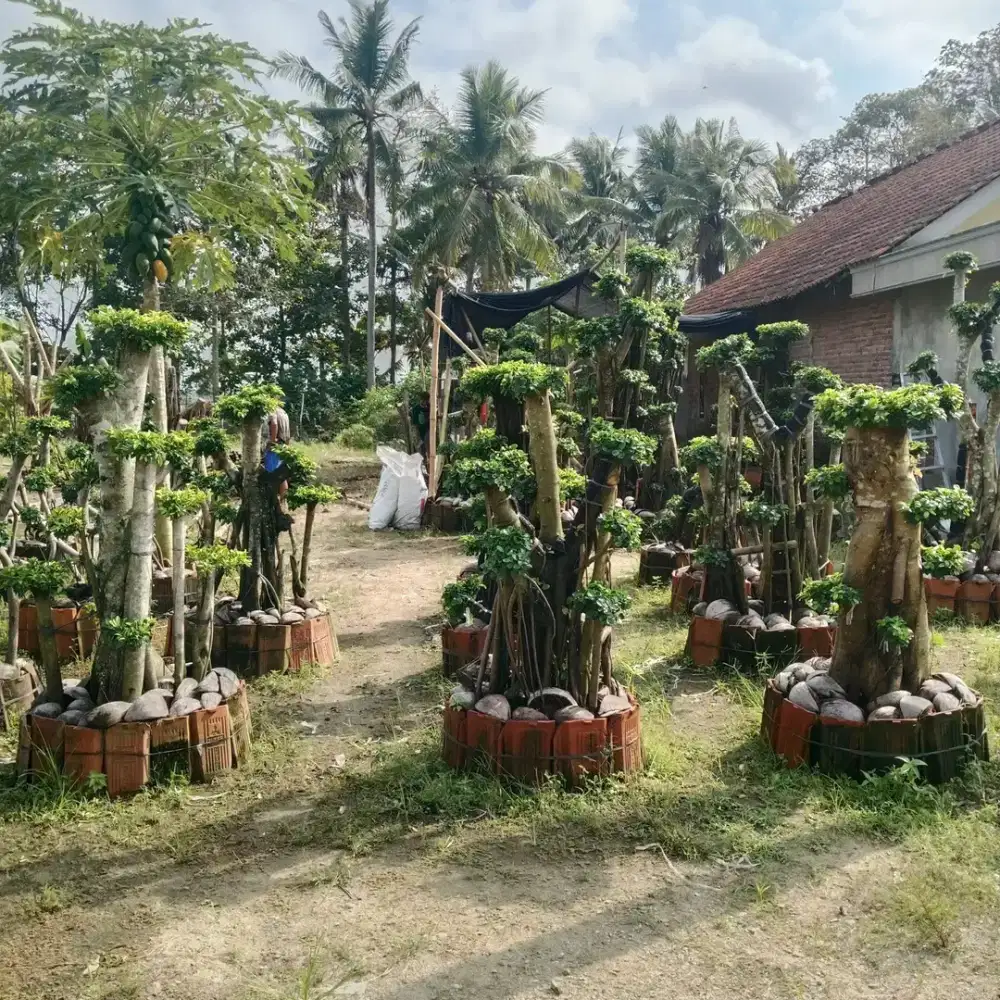 Beringin 16 pohon sudah Rimbun
