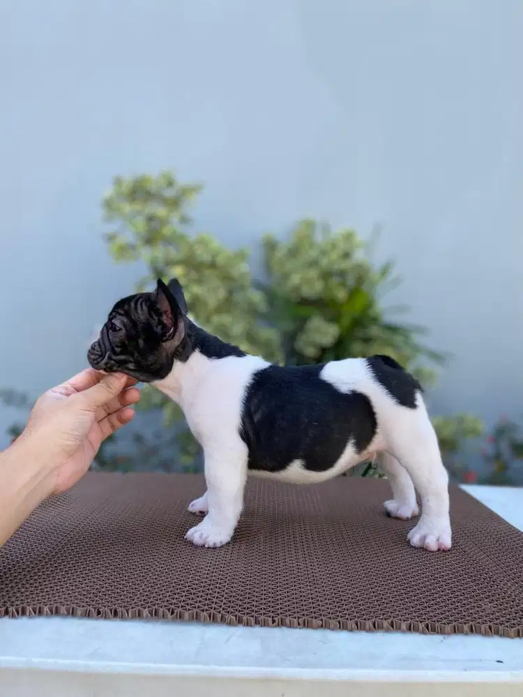 French bulldog jantan import + champion bloodline
