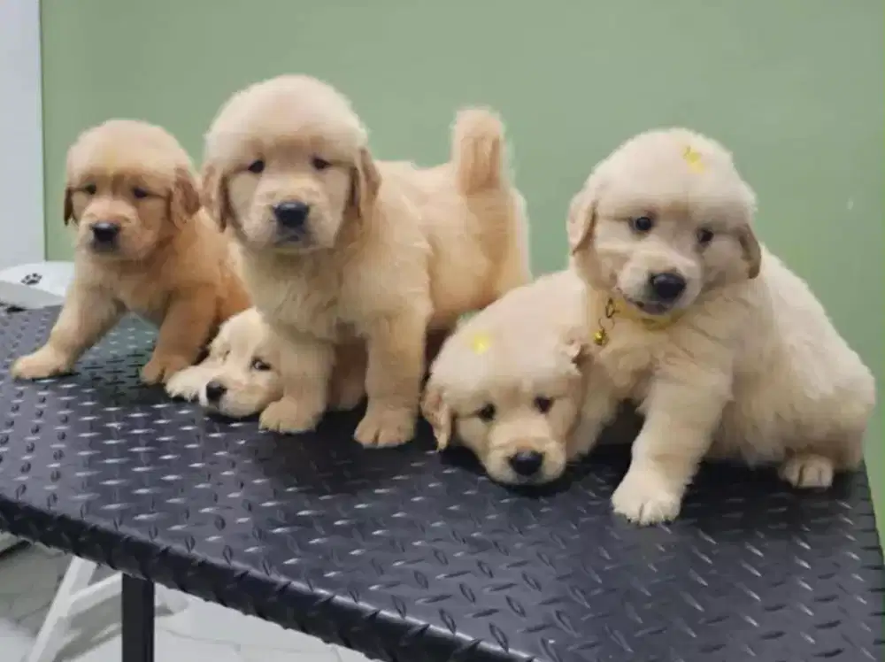 DIJUAL PUPPY ANJING GOLDEN RETRIEVER