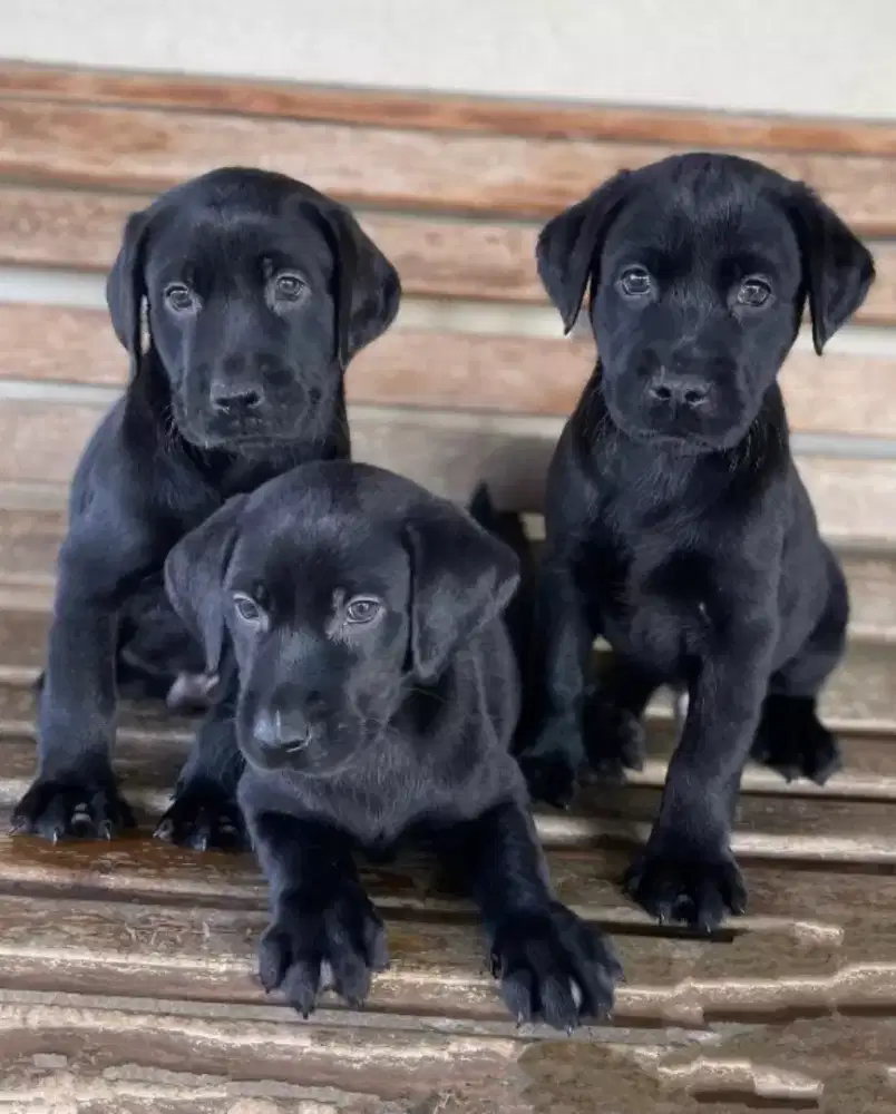 DIJUAL PUPPY ANJING LABRADOR RETRIEVER