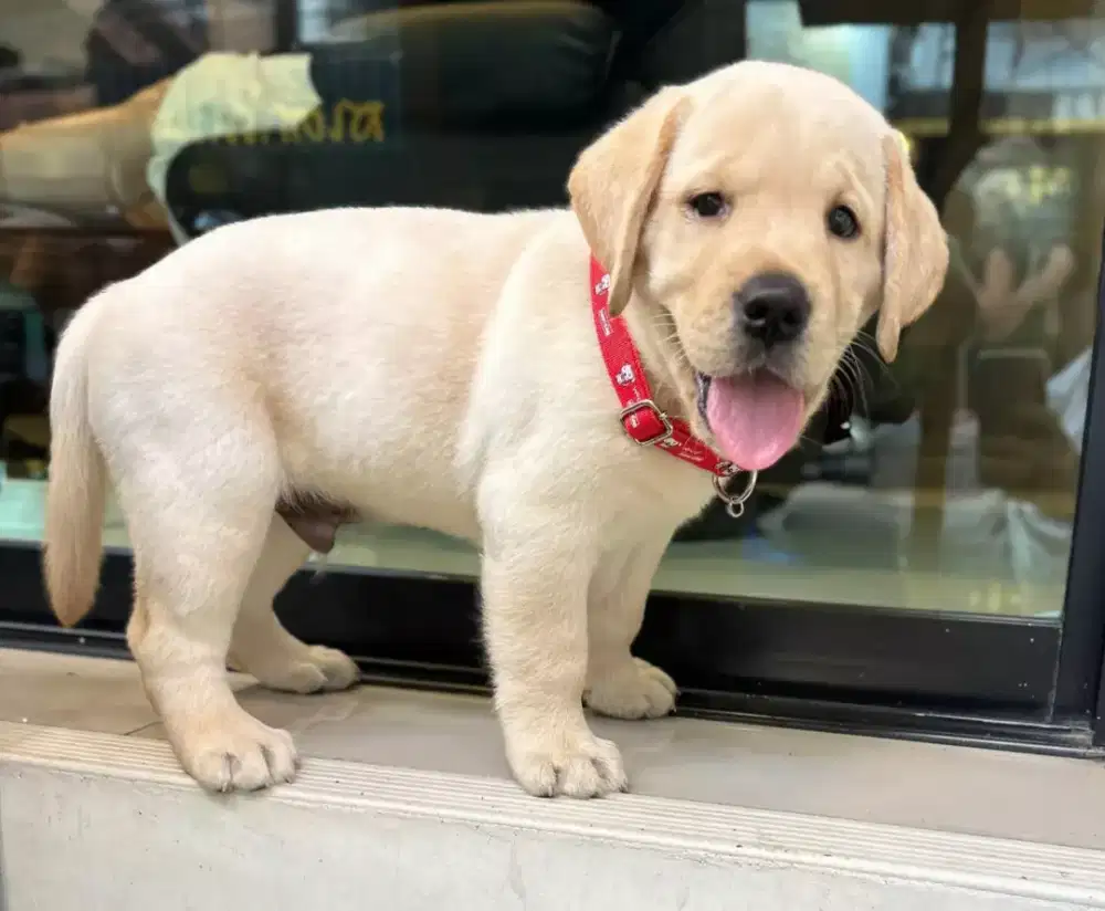 DIJUAL PUPPY ANJING LABRADOR RETRIEVER