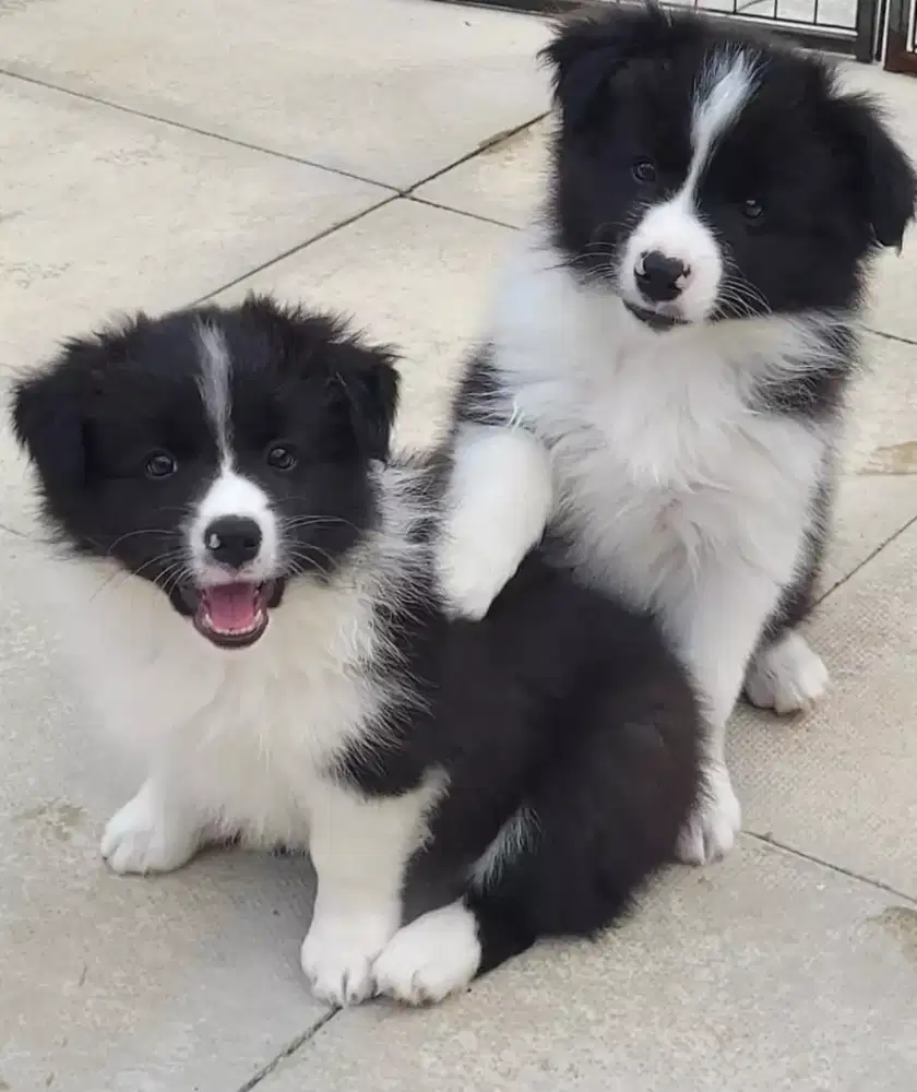 DIJUAL PUPPY ANJING BORDER COLLIE