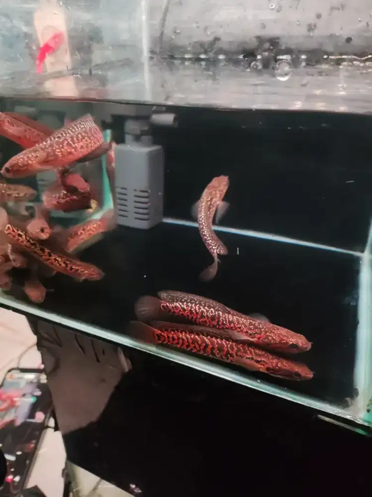 Ikan hias Channa Asiatica RedSpot 9-11