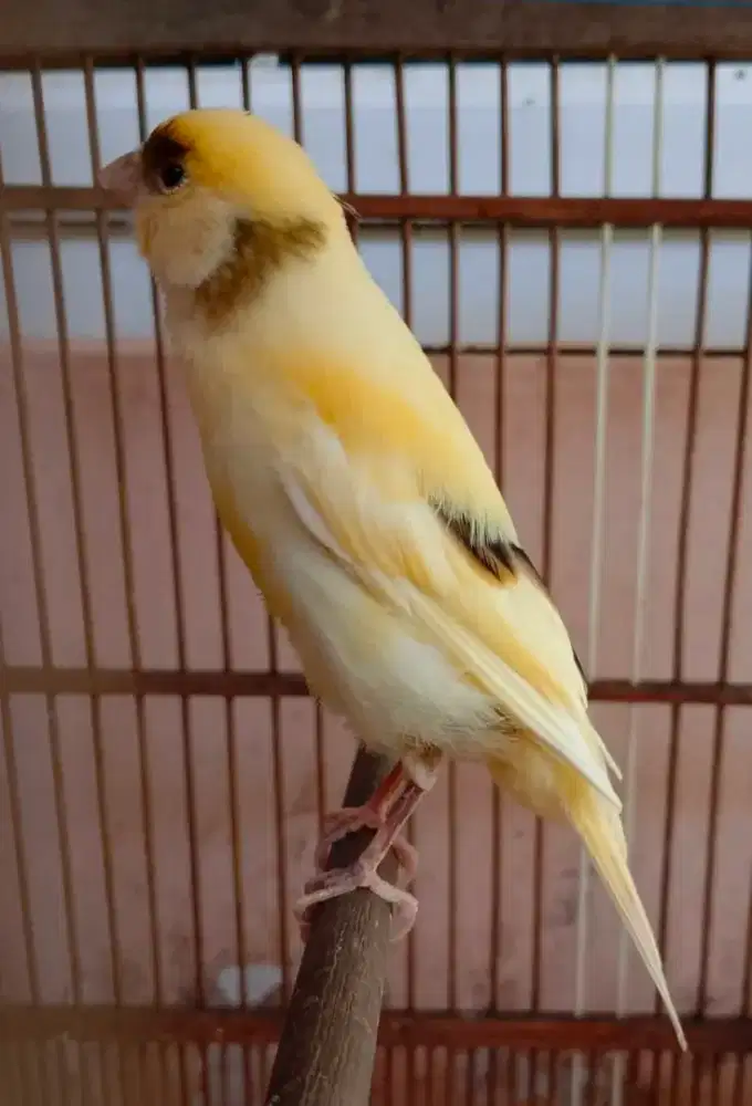 DI JUAL BURUNG KENARI AF FULLSET