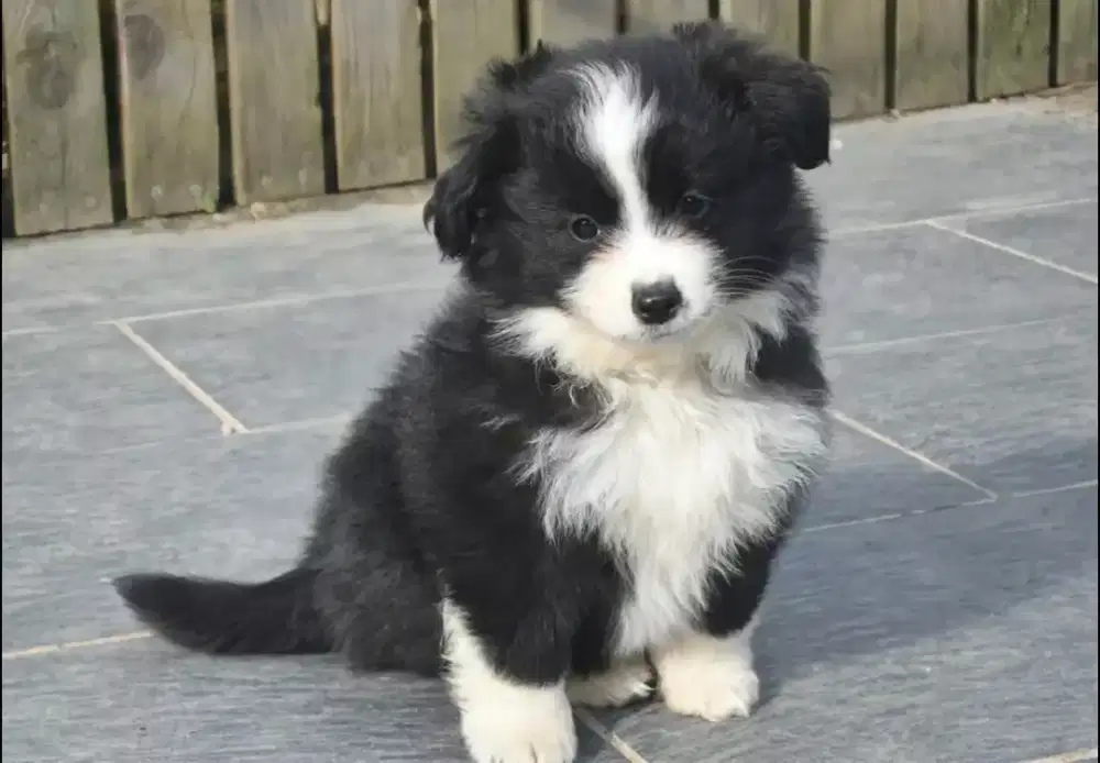 DIJUAL PUPPY ANJING BORDER COLLIE