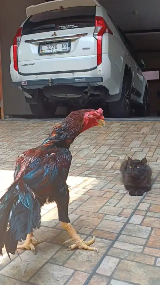 Ayam Shamo aseel big pacek