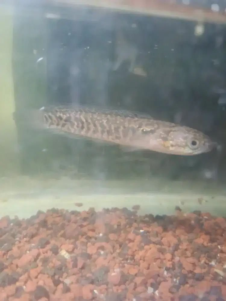 Asiatica kalimaya rsp
