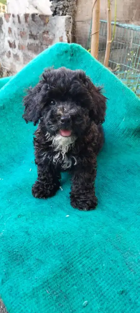 poodle pure betina