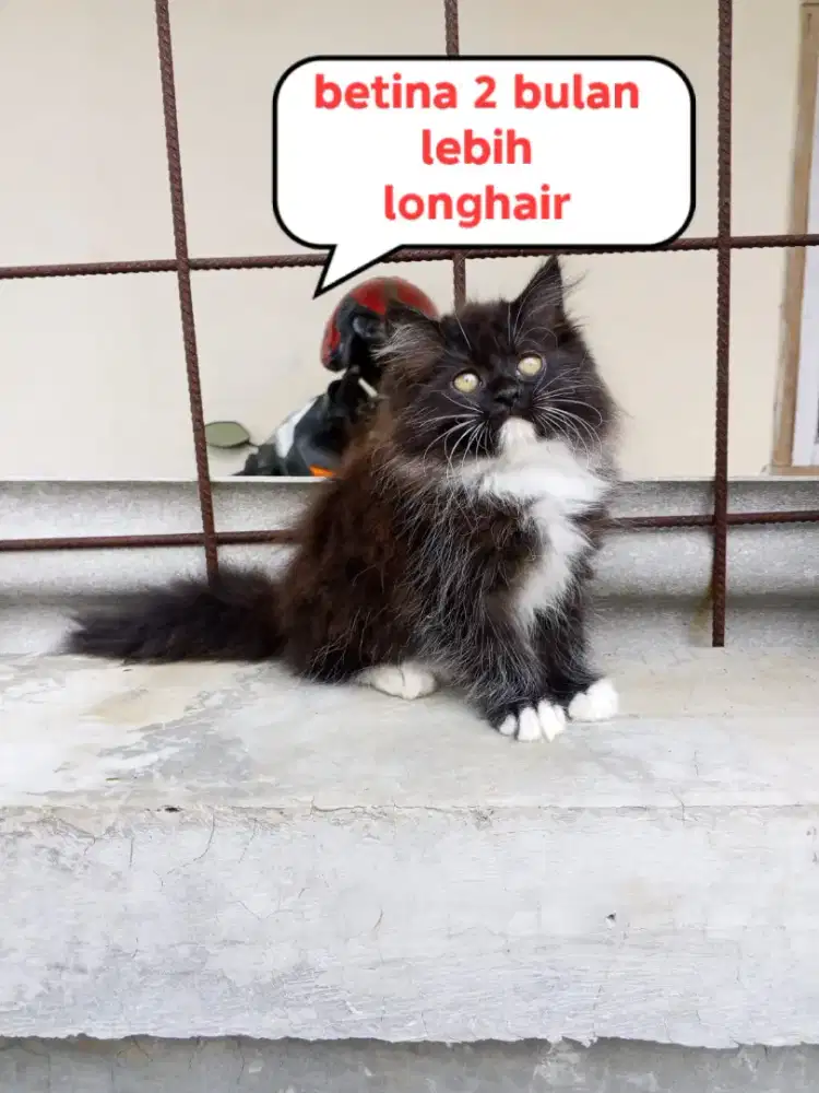 Kucing Persia medium