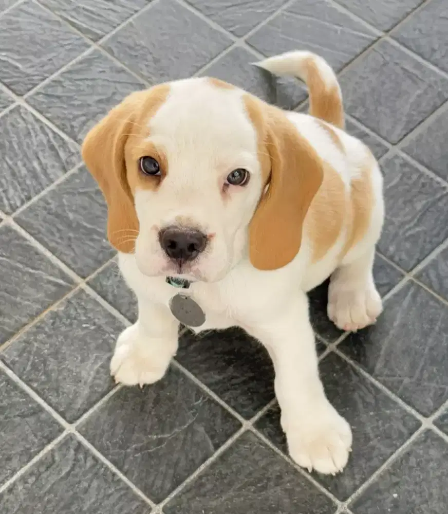 DIJUAL PUPPY ANJING BEAGLE