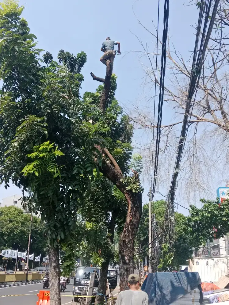 Jasa Tebang pohon