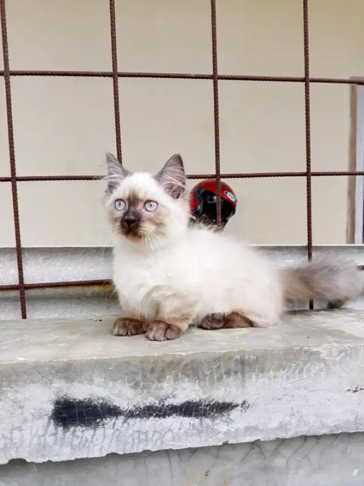 Kucing munchkin gaelic