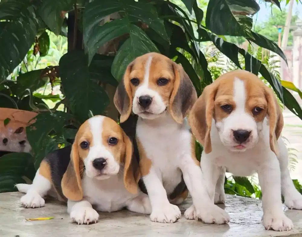 DIJUAL PUPPY ANJING BEAGLE