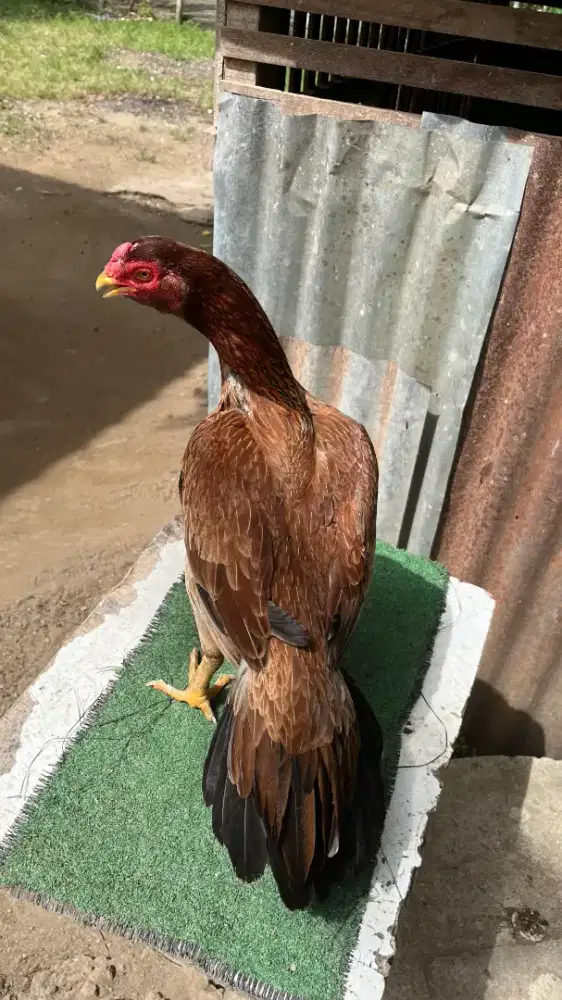 Babon ekor lidi madura