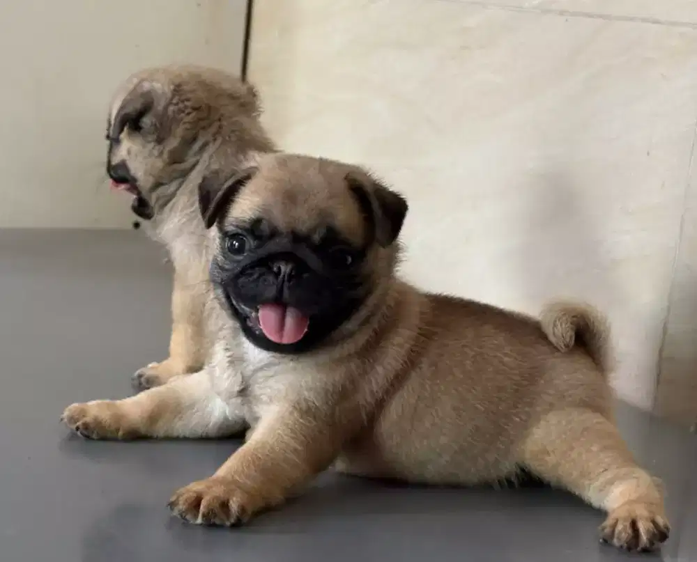 DIJUAL PUPPY ANJING PUG