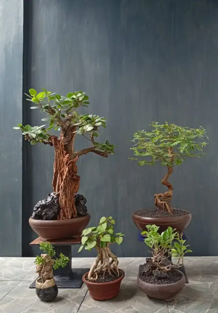 Bonsai siap pajang borongan