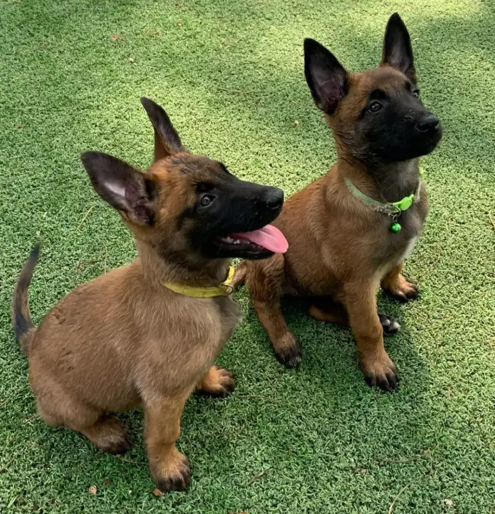 DIJUAL PUPPY ANJING BELGIAN MALINOIS