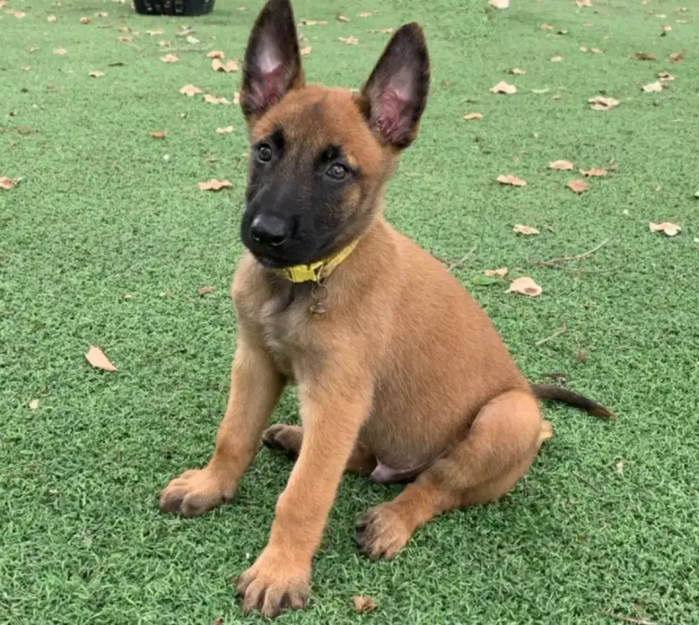 DIJUAL PUPPY ANJING BELGIAN MALINOIS