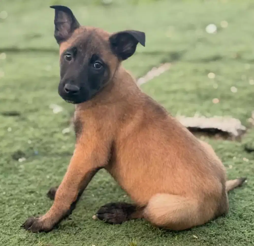 DIJUAL PUPPY ANJING BELGIAN MALINOIS