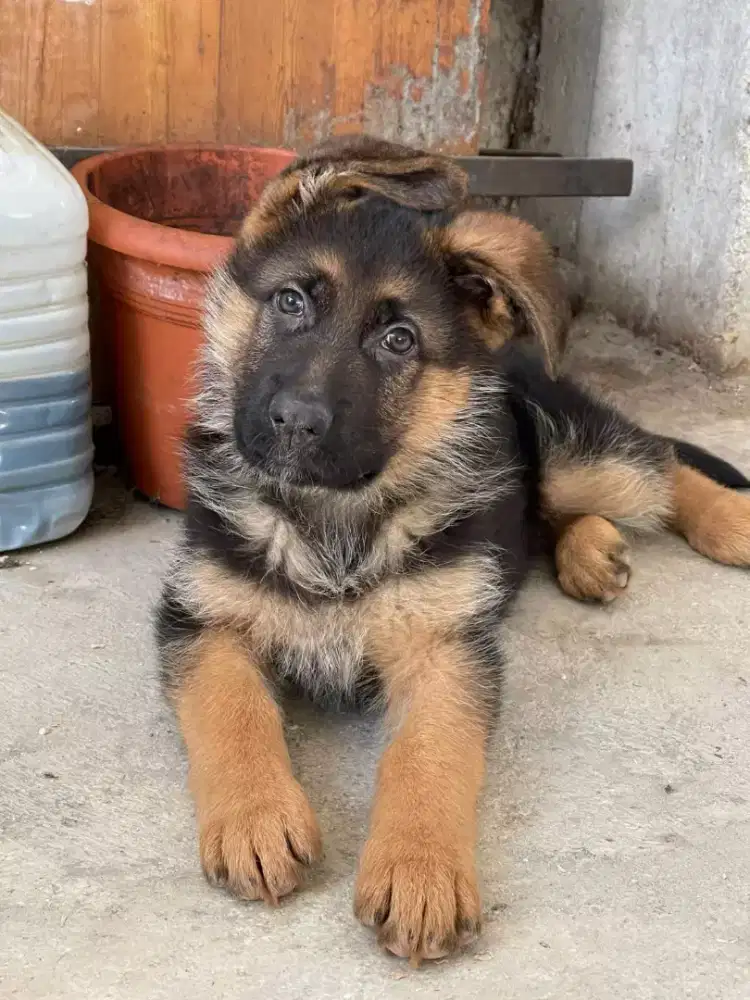 DIJUAL PUPPY ANJING GERMAN SHEPHERD