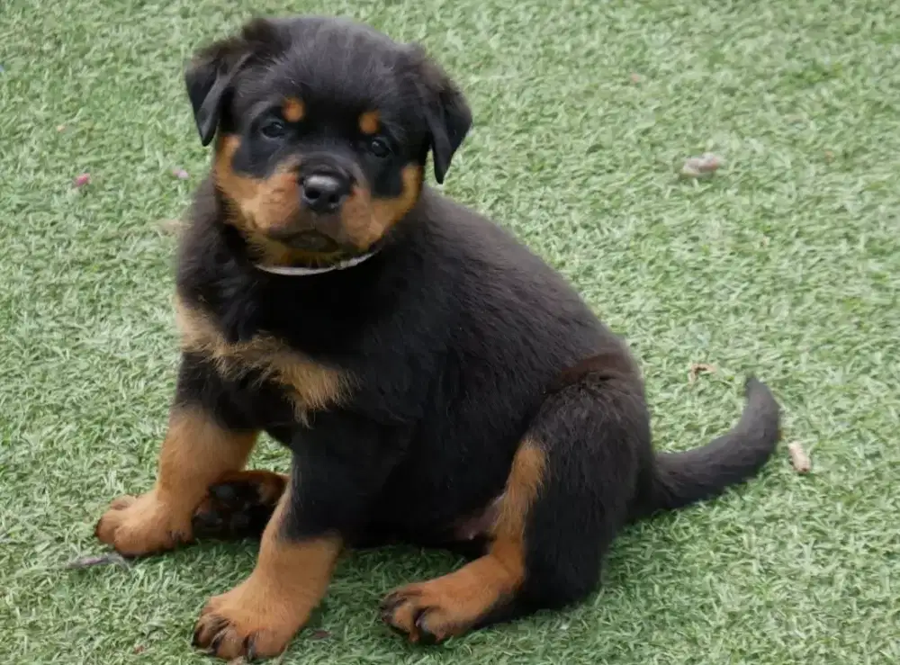 DIJUAL PUPPY ANJING ROTTWEILER