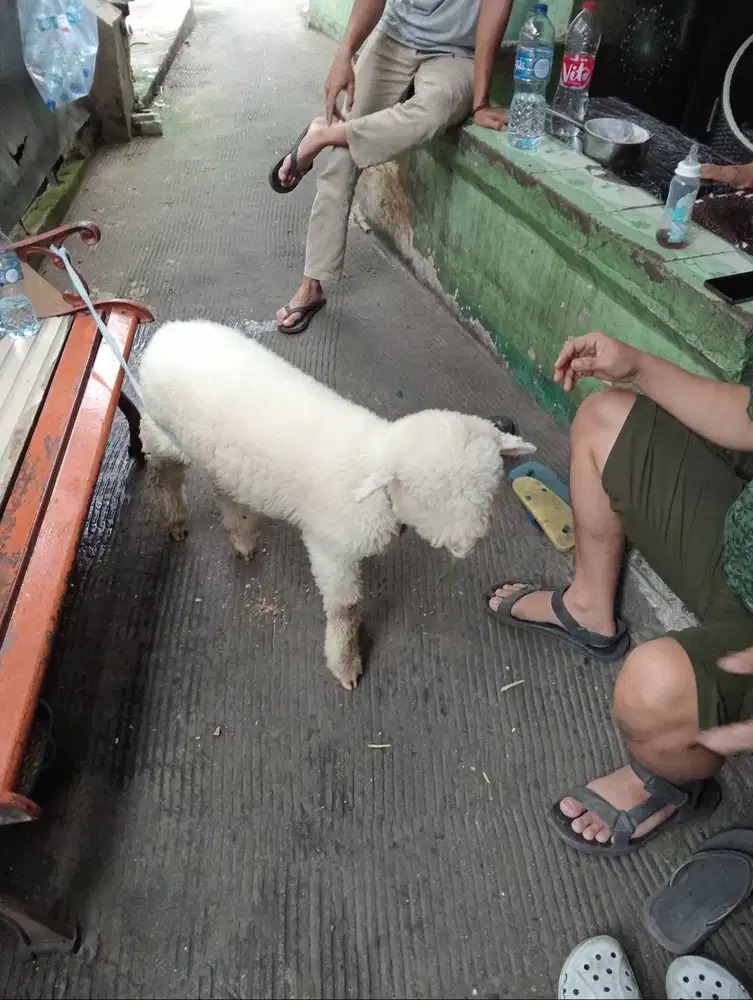 jual domba merino