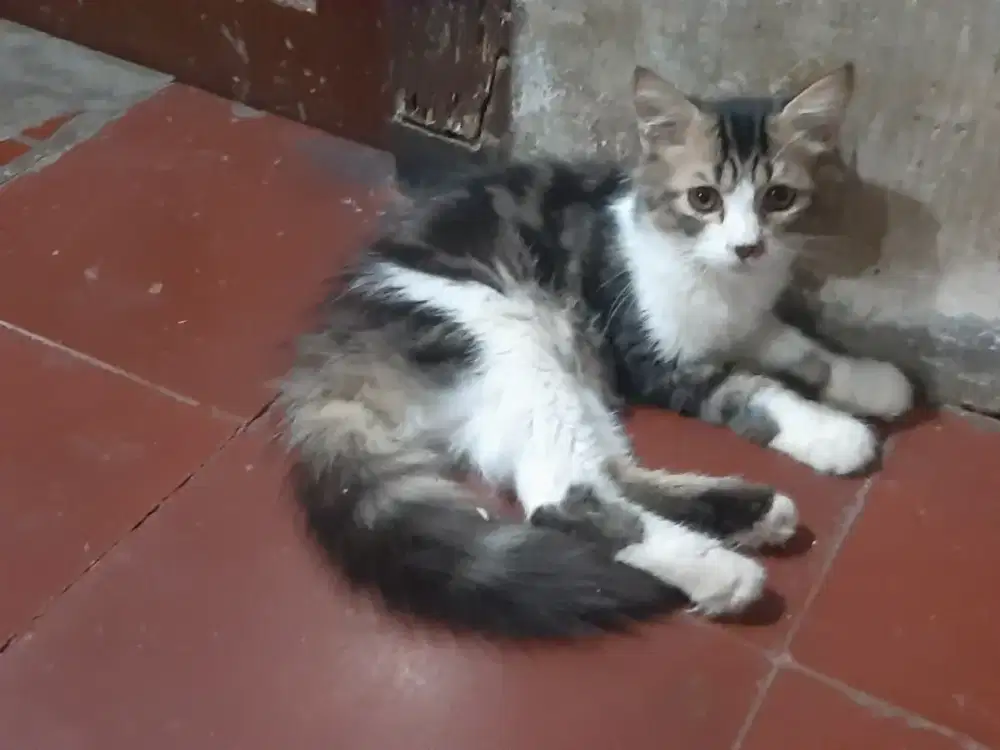 Siap adop kitten persia jantan