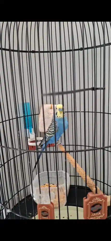 Parkit taiwan warna cantik