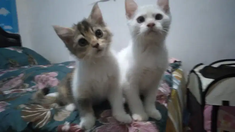 FREE ADOPT 2 ekor Kitten