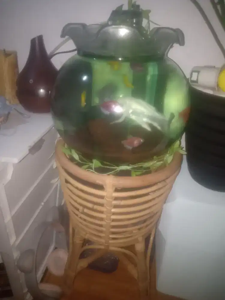 aquarium bulat kacaaa